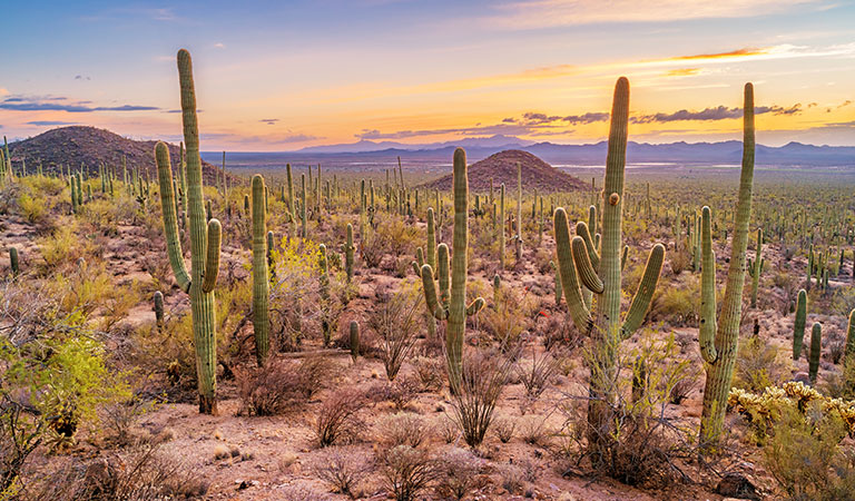 are dogs allowed in saguaro national park